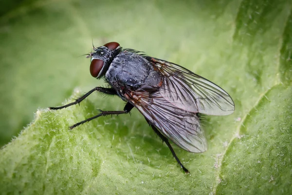 Insecten Vliegen Macro Groene Blad Achtergrond Rechtenvrije Stockfoto's