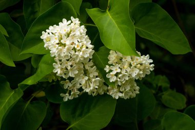 Beyaz Leylak dalı bir zemin üzerine yeşil yeşillik