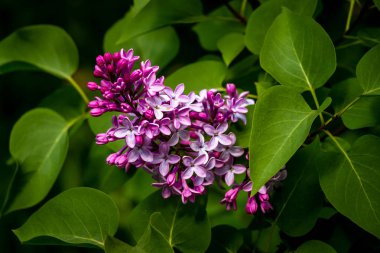 Lila yeşil yeşillik bir arka plan üzerinde önümüzdeki