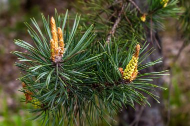 pine branch with buds close-up clipart