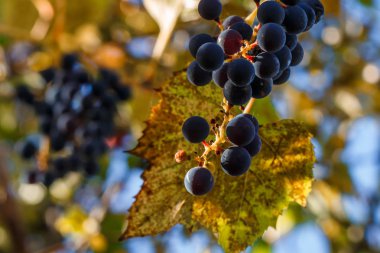 kara üzüm, üzüm yaprakları bir arka plan üzerinde