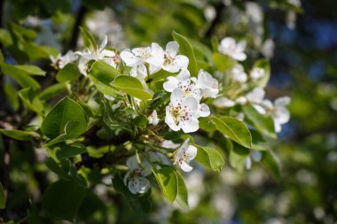 Elma çiçekleri yeşil listvy bir arka plan üzerinde