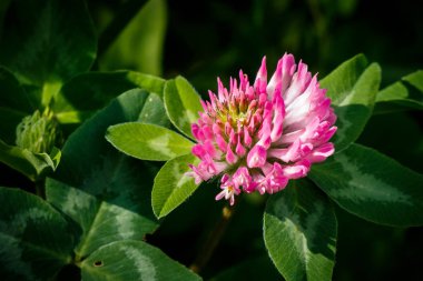 Lila yonca çiçek yeşil yeşillik zemin üzerine