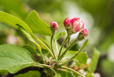 Elma çiçekleri yeşil listvy bir arka plan üzerinde