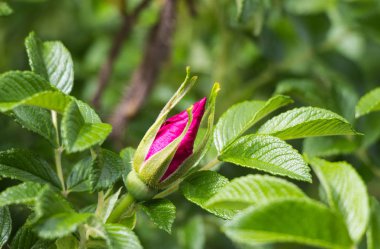 rose hips yeşil listvy bir arka plan üzerinde Bud