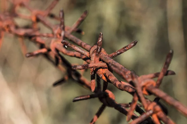 Gammal Taggtråd Täckt Med Rost — Stockfoto