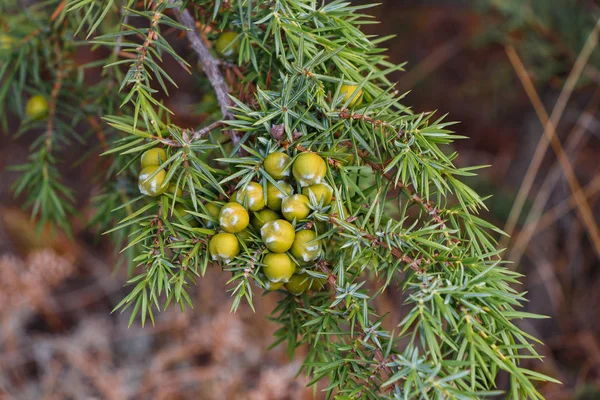 Fruits Verts Genévrier Branches Vertes Dans Leur Environnement Naturel — Photo