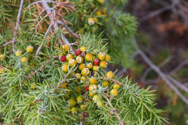 Groene Vrucht Van Juniper Groene Takken Hun Natuurlijke Omgeving — Stockfoto