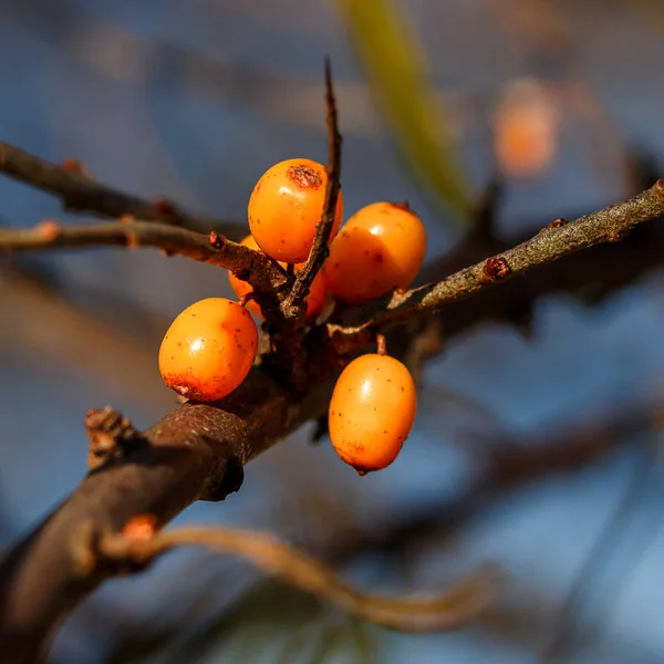 Buckthorn Mar Ramo Com Folhas Verdes — Fotografia de Stock