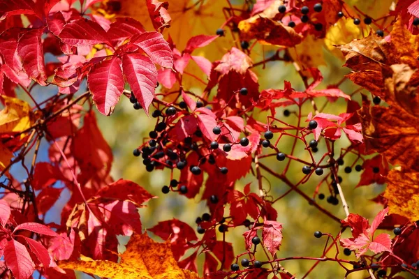 Podzim Světlý Krásný Obloha Listy Červená Zelená Žlutá — Stock fotografie