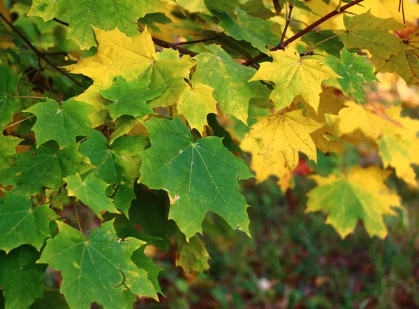 Höst Ljus Vacker Sky Blad Röd Grön Gul — Stockfoto