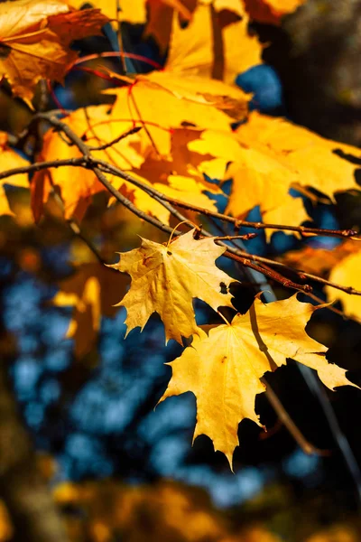 Höst Ljus Vacker Sky Blad Röd Grön Gul — Stockfoto