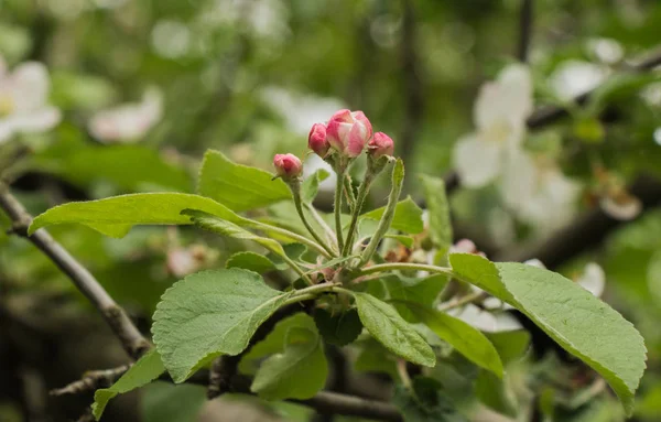 Apple Цвіте Тлі Зеленої Listvy — стокове фото