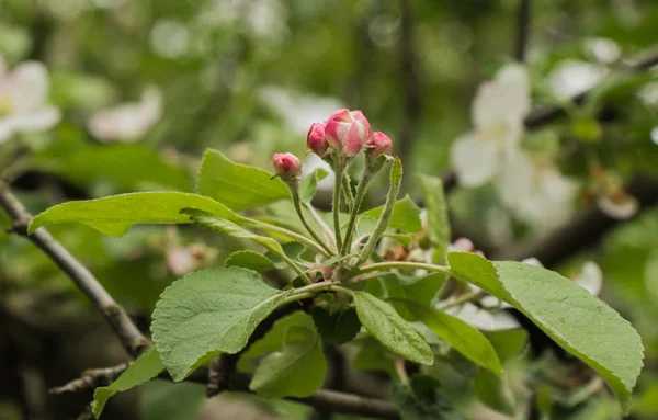 Appel Bloesem Een Achtergrond Van Groene Listvy — Stockfoto