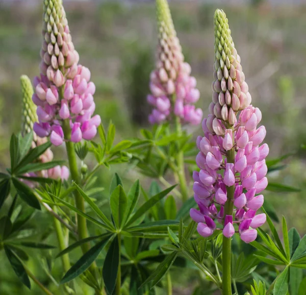 Lupine Blomma Bakgrund Grönt Bladverk — Stockfoto