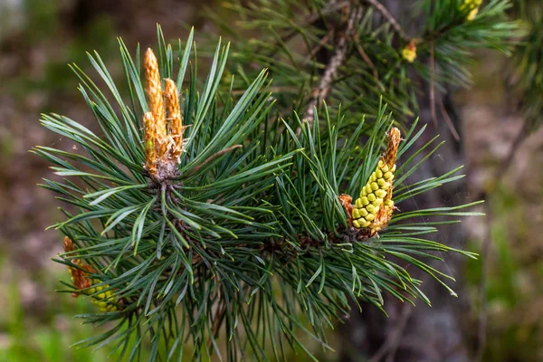 Pine Tak Met Toppen Close Rechtenvrije Stockafbeeldingen