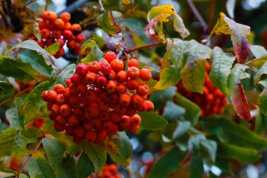 Rowan, dalları ile yeşillik üzerinde kırmızı bir demet