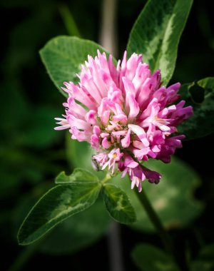 yonca çiçek leylak yeşil yaprakları arka plan, koyu arka plan üzerinde