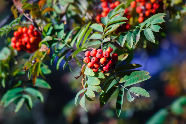 bunches of Rowan, red on branches with foliage