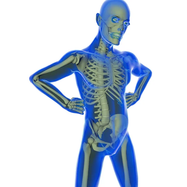 Transparent Man See Skeleton — Stock Photo, Image