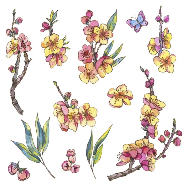 春天的水彩集自然元素 复古的花朵 樱花的盛开的枝条 苹果树和蝴蝶 孤立的植物收藏 — 图库照片