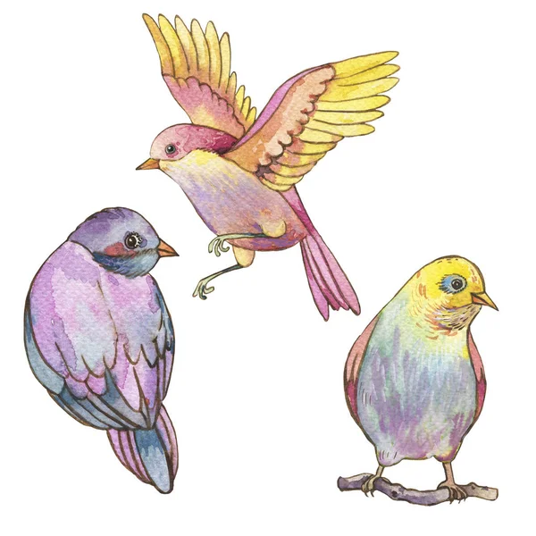 Sada barevných akvarelů ptáků izolovaných na bílém pozadí, — Stock fotografie