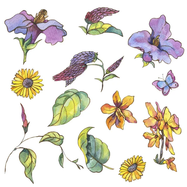 Watercolor set of purple yellow wildflowers, curls and butterfli — Stock Photo, Image
