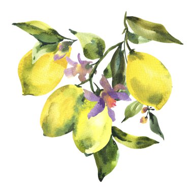 Suluboya dal taze Narenciye meyve limon, yeşil yaprakları ve çiçekler, doğal illüstrasyon izole beyaz arka plan üzerinde