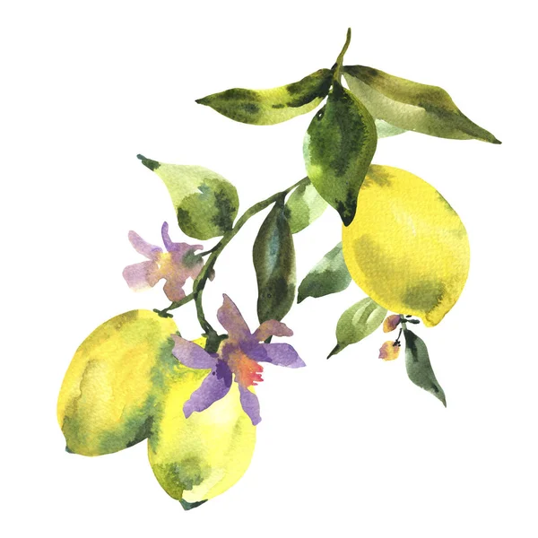 Branche Aquarelle Agrumes Frais Citron Feuilles Fleurs Vertes Illustration Naturelle — Photo