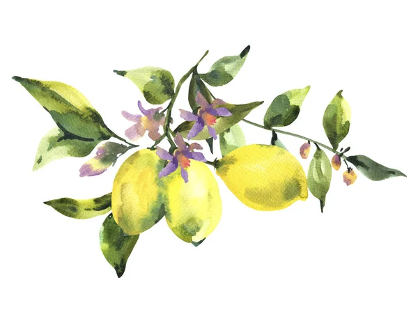 Suluboya Dal Taze Narenciye Meyve Limon Yeşil Yaprakları Çiçekler Doğal — Stok fotoğraf