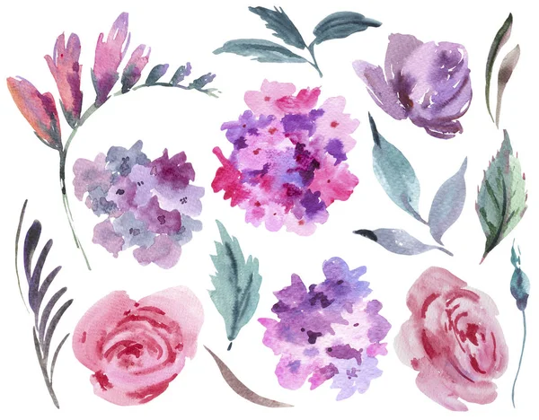 Watercolor floral set of pink roses, hydrangea, leaves and buds. Natural flowers collection isolated on white background