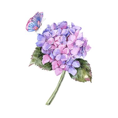 Suluboya yaz pembe ortanca ve kelebekler. Davet tebrik kartı. Doğal çiçek illüstrasyon izole beyaz arka plan üzerinde