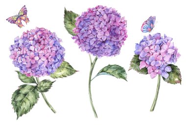 Suluboya yaz buket pembe ortanca ve kelebekler. Davet tebrik kartı. Doğal çiçek illüstrasyon izole beyaz arka plan üzerinde