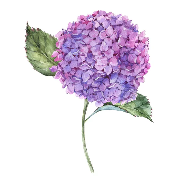 Акварель Летом Розовые Гортензии Поздравительная Открытка Натуральная Цветочная Иллюстрация Белом — стоковое фото