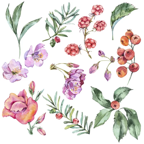 Ακουαρέλα Φλοράλ Σετ Καλοκαίρι Λουλούδια Μούρα Αγριολούλουδα Συλλογή Φυσικού Σχεδιασμού — Φωτογραφία Αρχείου
