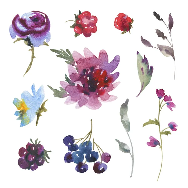 Gentle Set of Watercolor Vintage Natural Elements, Purple Chrysa — Stock Photo, Image