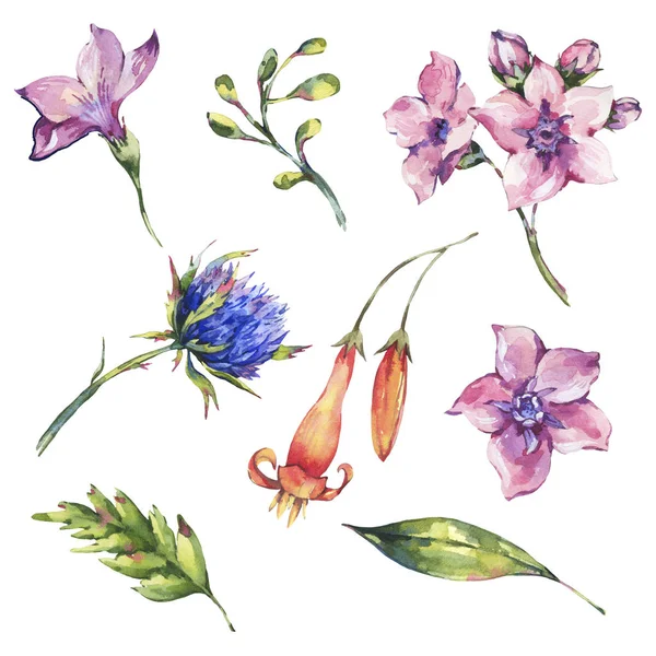 Set of watercolor wildflowers floral elements, watercolor thistles, pink flowers, botanical natural objects isolated on white background