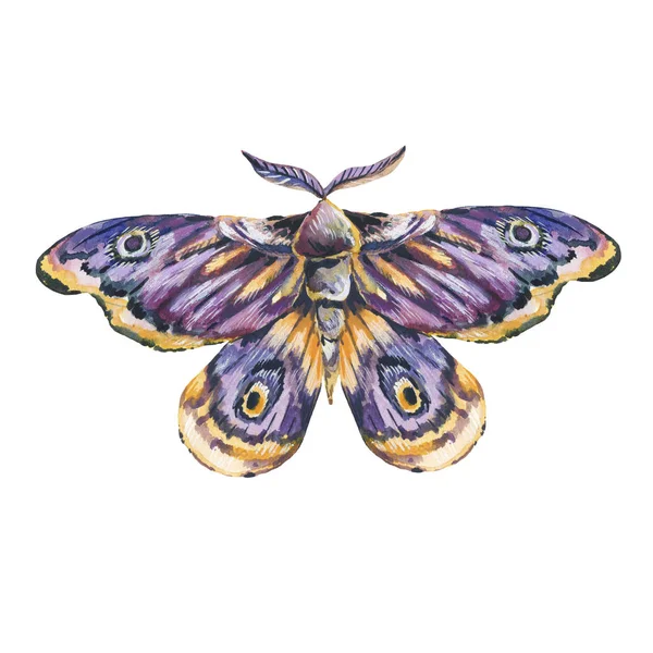 Pittura a mano acquerello illustrazione notte farfalla falena — Foto Stock