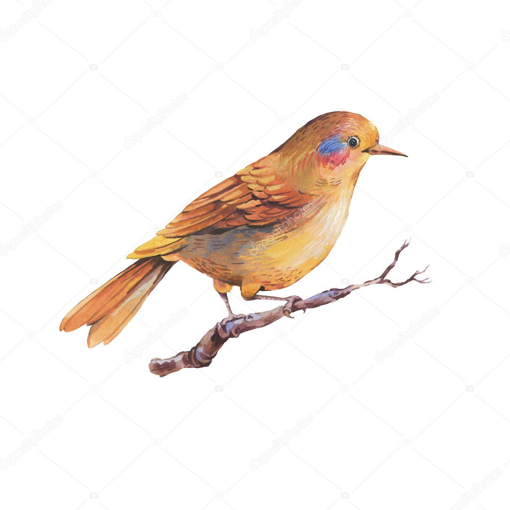 Colorful watercolor fantasy forest  bird isolated on white back