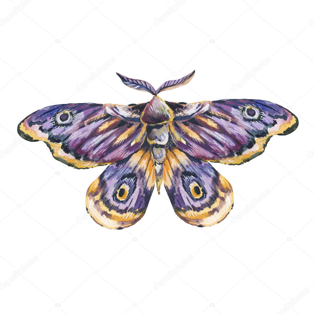 Hand painted watercolor illustration night butterfly moth