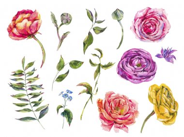 Güller, Ranunculus, Yeşil Yapraklar ve Kır Çiçeği Suluboya seti