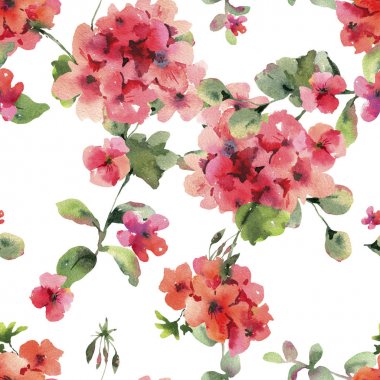 Suluboya Çiçek Sardunya Seamess Desen, Pelargonium Doku,