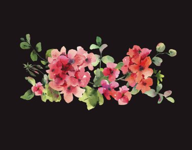 Suluboya Çiçek Sardunya, Pelargonium, Kırmızı Çiçekler, Doğal Mı