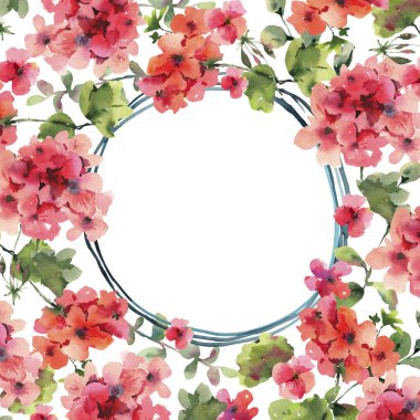 Suluboya Çiçek Sardunya, Pelargonium, Kırmızı Çiçekler Düğün Inv