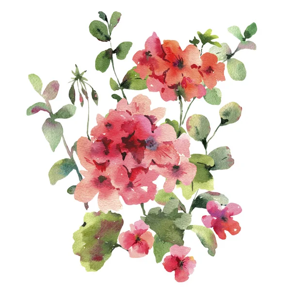 Aquarell-Blume Geranien, Pelargonien, rote Blüten, natürlich ist — Stockfoto