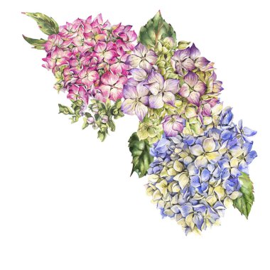 Çiçek açan suluboya ortanca, yapraklar, tomurcuklar. Doğal botanik f