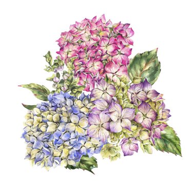 Çiçek açan suluboya ortanca, yapraklar, tomurcuklar. Doğal botanik f