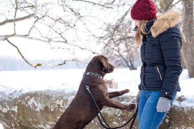Güzel bir genç sarı saçlı kadın onun büyük kahverengi labrador köpek Park ile kışın eğleniyor