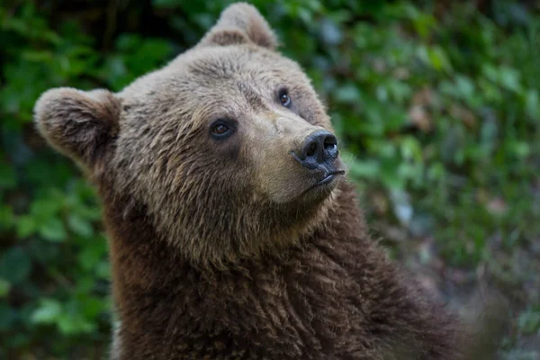 Retrato Oso Pardo Parque Nacional Bayerischer Wald Alemania —  Fotos de Stock