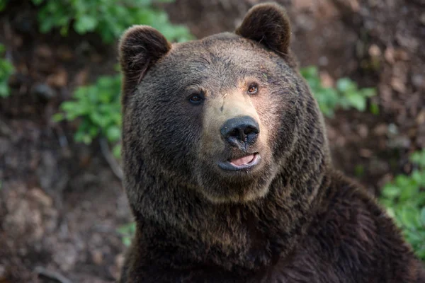 Retrato Oso Pardo Parque Nacional Bayerischer Wald Alemania —  Fotos de Stock